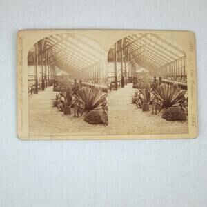 Antique 1884-1885 New Orleans Exposition Stereoview Cacti Mexican Section RARE